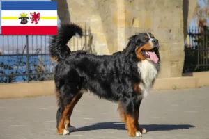 Read more about the article Criador de cães de montanha Bernese e cachorros em Mecklenburg-Vorpommern
