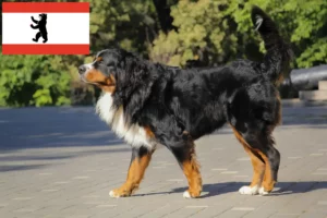 Read more about the article Criador de cães de montanha Bernese e cachorros em Berlim