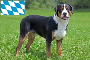 Read more about the article Cão de montanha suíço grande criador e cachorros na Baviera