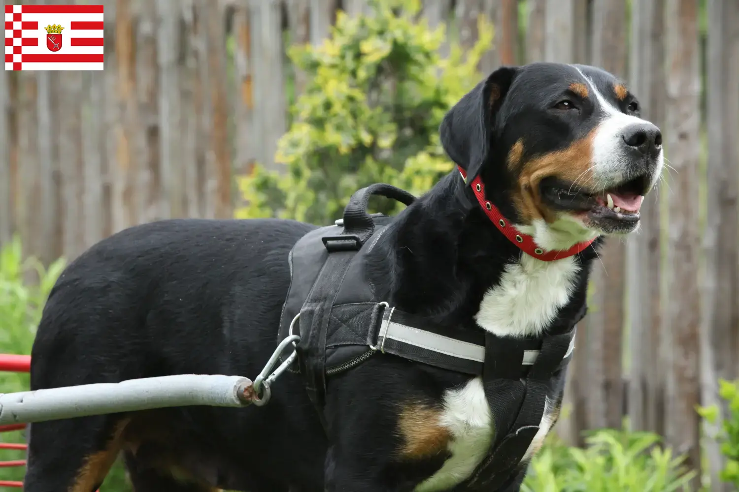 Cão de montanha suíço de grande porte Cachorros e Criador Bremen Encontre aqui criadores de cães da raça Great Swiss Mountain Dog em Bremen.
