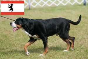 Read more about the article Criador de cães de montanha suíços e cachorros em Berlim