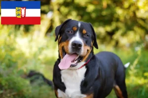 Read more about the article Criador de cães de montanha suíços e cachorros em Schleswig-Holstein