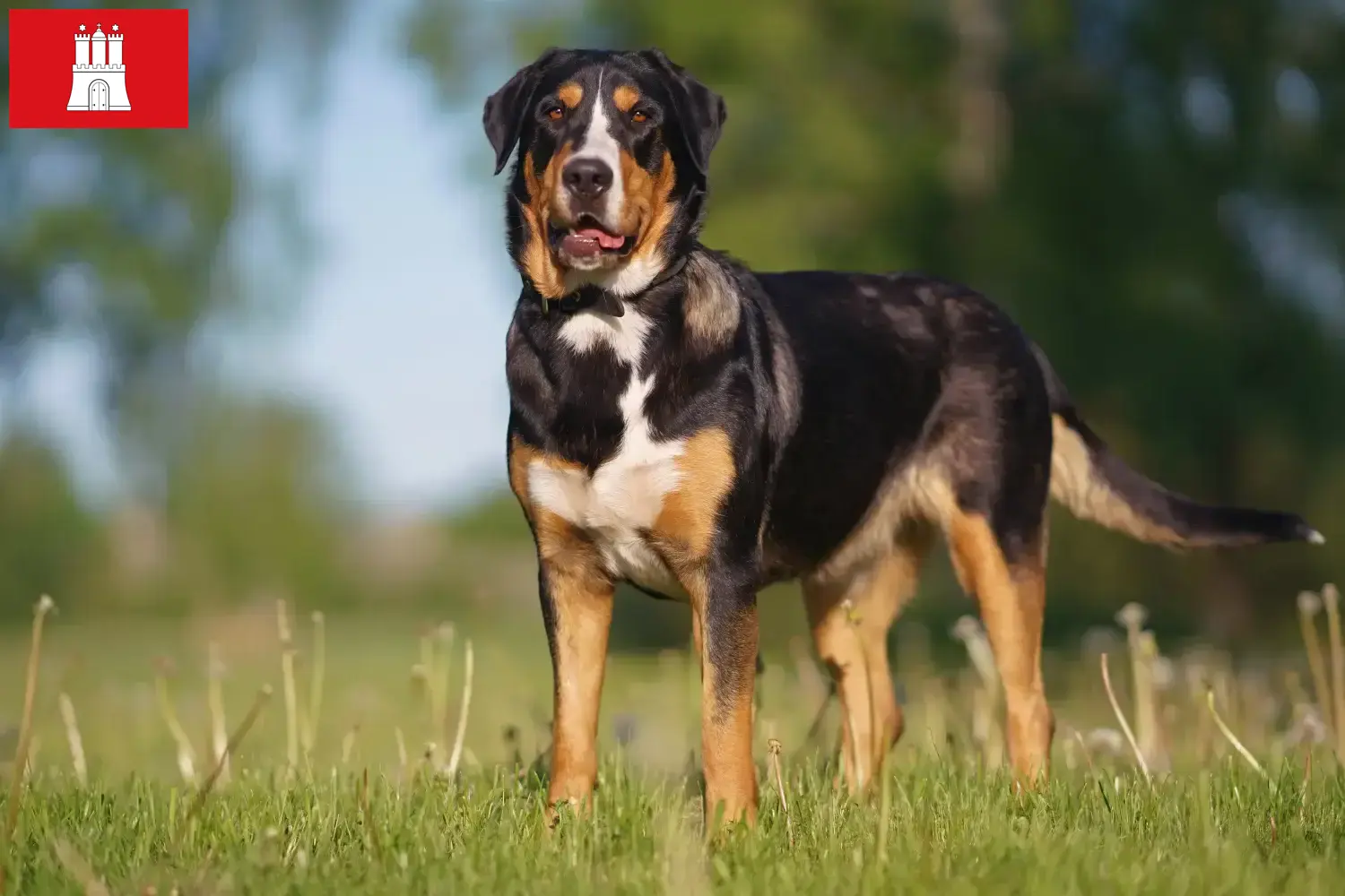 Cão de montanha suíço cachorros e criador Hamburgo Aqui pode encontrar criadores de cães da raça Great Swiss Mountain Dog em Hamburgo.