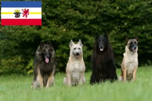 Read more about the article Criador de cães de pastor belga e cachorros em Mecklenburg-Vorpommern