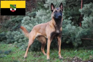 Read more about the article Criador de cães de pastor belga e cachorros em Saxónia-Anhalt