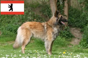Read more about the article Criador de cães de pastor belga e cachorros em Berlim