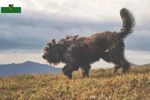 Read more about the article Bergamasker Pastor Criador de cães e cachorros em Saxónia