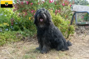 Read more about the article Bergamasker Pastor Criador de cães e cachorros em Saxónia-Anhalt