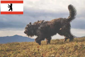 Read more about the article Criador de cães de pastor Bergamasker e cachorros em Berlim