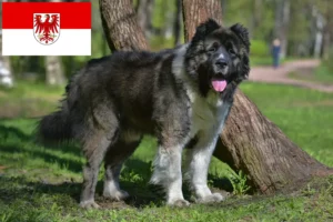 Read more about the article Criador de cães de pastor caucasiano e cachorros em Brandenburg