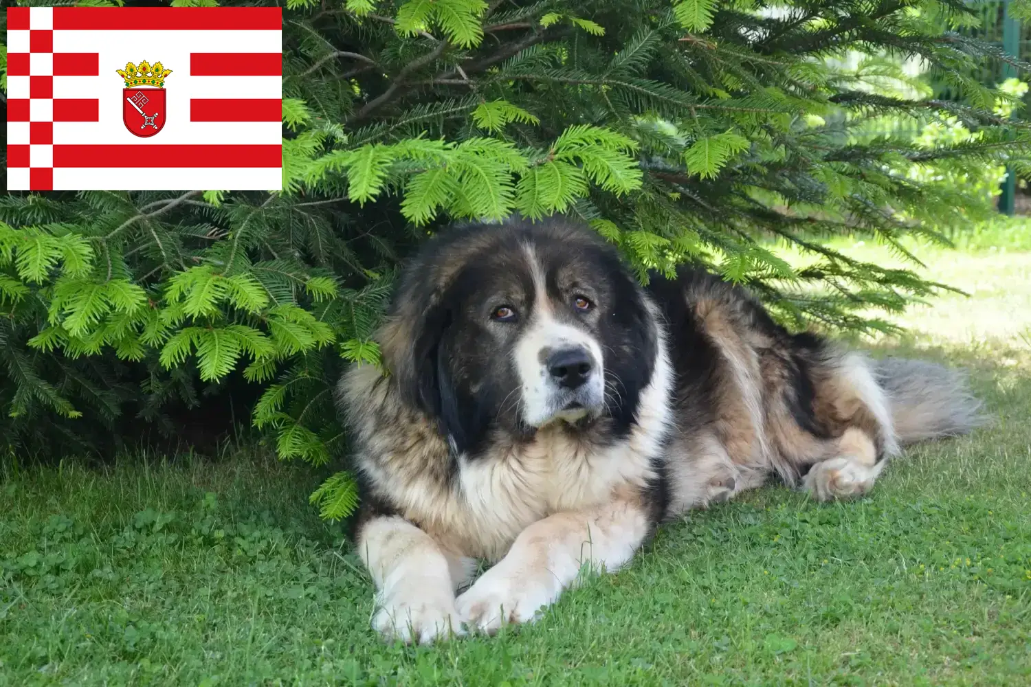 Cão de pastor caucasiano cachorros e criador Bremen Encontrar criadores de cães de pastor caucasiano em Bremen.
