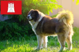 Read more about the article Criador de cães de pastor caucasiano e cachorros em Hamburgo