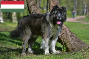 Read more about the article Criador de cães de pastor caucasiano e cachorros na Hungria