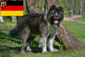 Read more about the article Criador de cães de pastor caucasiano e cachorros em Renânia-Palatinado