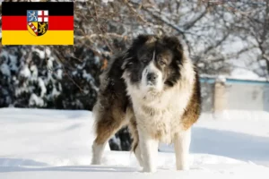 Read more about the article Criador de cães de pastor caucasiano e cachorros em Saarland