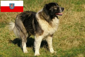 Read more about the article Criador de cães de pastor caucasiano e cachorros em Turíngia