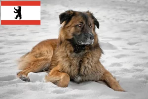 Read more about the article Criador de cães de pastor caucasiano e cachorros em Berlim