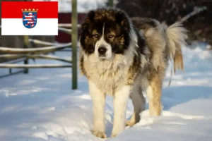 Read more about the article Criador de cães de pastor caucasiano e cachorros em Hesse