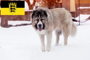 Read more about the article Criador de cães de pastor caucasiano e cachorros em Baden-Württemberg