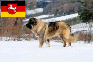 Read more about the article Criador de cães de pastor caucasiano e cachorros na Baixa Saxónia