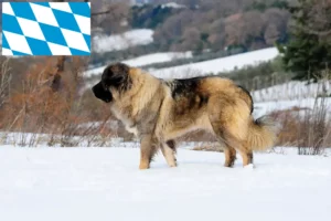 Read more about the article Criador de cães de pastor caucasiano e cachorros na Baviera