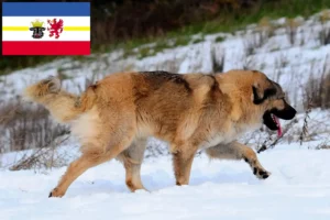 Read more about the article Criador de cães de pastor caucasiano e cachorros em Mecklenburg-Vorpommern