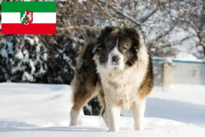 Read more about the article Criador de cães de pastor caucasiano e cachorros em Renânia do Norte-Vestefália
