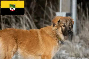 Read more about the article Criador de cães de pastor caucasiano e cachorros em Saxónia-Anhalt