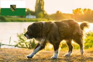 Read more about the article Criador de cães de pastor caucasiano e cachorros na Saxónia