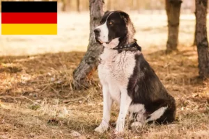 Read more about the article Criador de cães de pastor da Ásia Central e cachorros na Alemanha