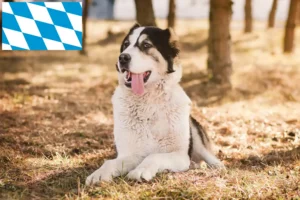 Read more about the article Criador de cães de pastor da Ásia Central e cachorros na Baviera