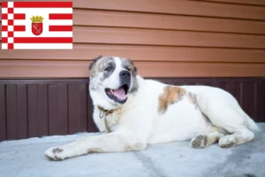 Read more about the article Criador de cães de pastor da Ásia Central e cachorros em Bremen