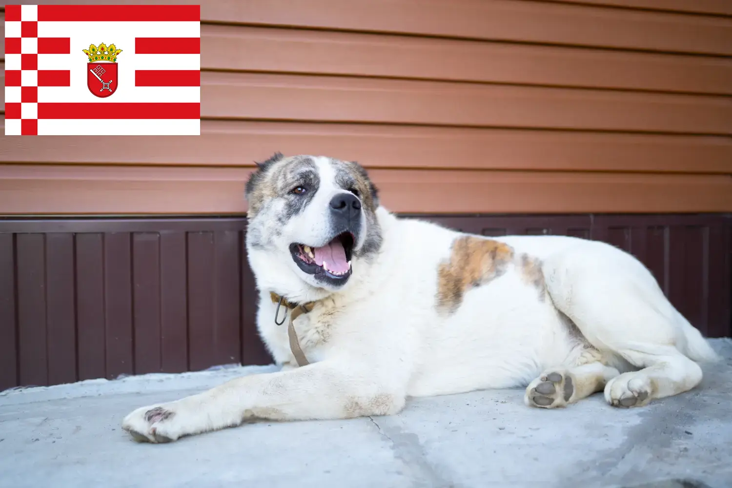 Read more about the article Criador de cães de pastor da Ásia Central e cachorros em Bremen
