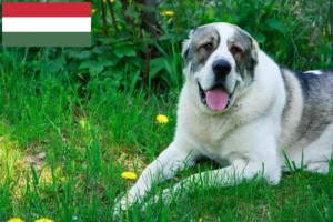 Read more about the article Criador de cães de pastor da Ásia Central e cachorros na Hungria