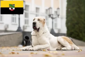 Read more about the article Criador de cães de pastor da Ásia Central e cachorros em Saxónia-Anhalt