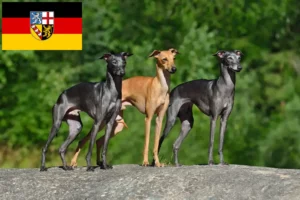 Read more about the article Criadores de sinos de vento italianos e cachorros em Sarre