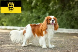 Read more about the article Criadores de Cavalier King Charles Spaniel e cachorros em Baden-Württemberg