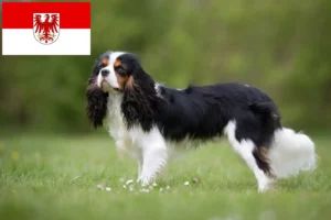 Read more about the article Criadores de Cavalier King Charles Spaniel e cachorros em Brandenburg