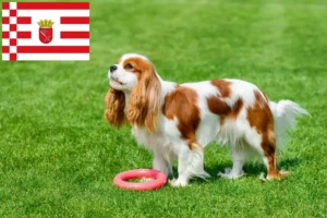 Read more about the article Criadores de Cavalier King Charles Spaniel e cachorros em Bremen
