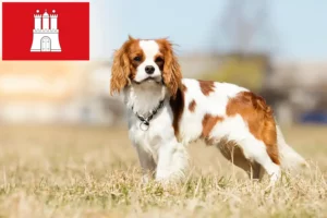 Read more about the article Criadores de Cavalier King Charles Spaniel e cachorros em Hamburgo