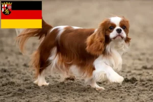 Read more about the article Criadores de Cavalier King Charles Spaniel e cachorros em Renânia-Palatinado