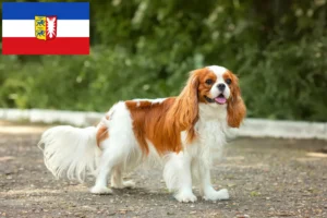 Read more about the article Criadores de Cavalier King Charles Spaniel e cachorros em Schleswig-Holstein