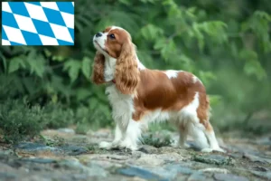 Read more about the article Criadores de Cavalier King Charles Spaniel e cachorros na Baviera