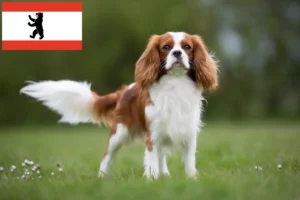 Read more about the article Criadores de Cavalier King Charles Spaniel e cachorros em Berlim
