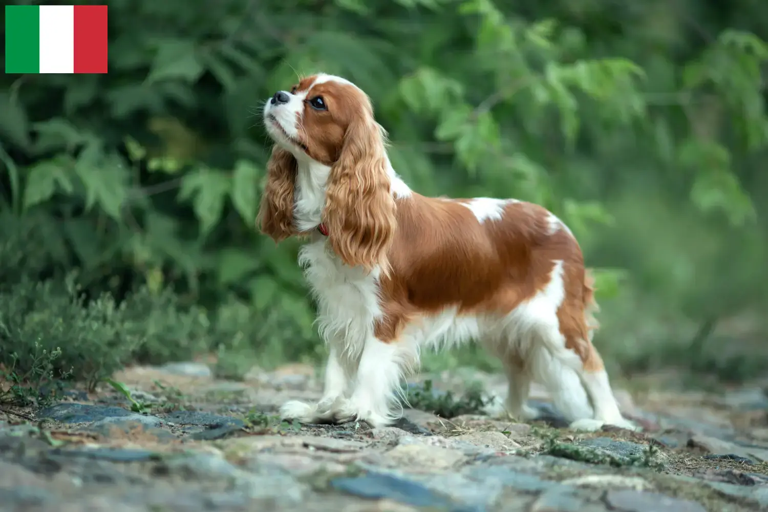 Cavalier King Charles Spaniel cachorros e criadores Itália Encontrar criadores de Cavalier King Charles Spaniels em Itália.