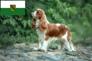 Read more about the article Criadores de Cavalier King Charles Spaniel e cachorros na Saxónia