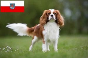 Read more about the article Criadores de Cavalier King Charles Spaniel e cachorros em Thuringia