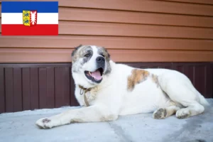 Read more about the article Criador de cães de pastor da Ásia Central e cachorros em Schleswig-Holstein