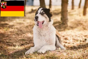 Read more about the article Criador de cães de pastor da Ásia Central e cachorros em Renânia-Palatinado