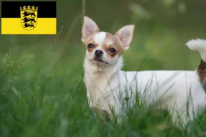 Read more about the article Criadores de Chihuahua e cachorros em Baden-Württemberg